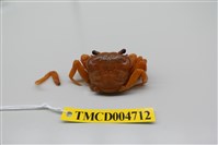 藏品(拉氏清溪蟹)的圖片